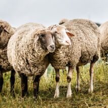 Schafe, Renaturierung, Hülskens Lebensräume gestalten